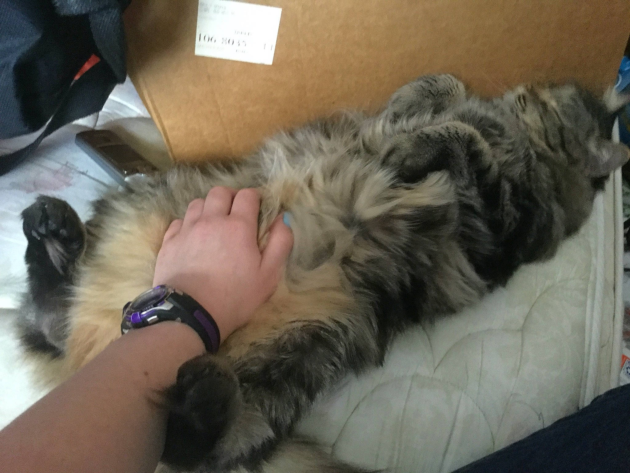 Aggie joined the competition — help win amazing prizes! canidae, carnivore, cat, dog, dog_breed, domestic_long_haired_cat, ear, felidae, fur, nap, norwegian_forest_cat, paw, schnauzer, small_to_medium_sized_cats, sporting_group