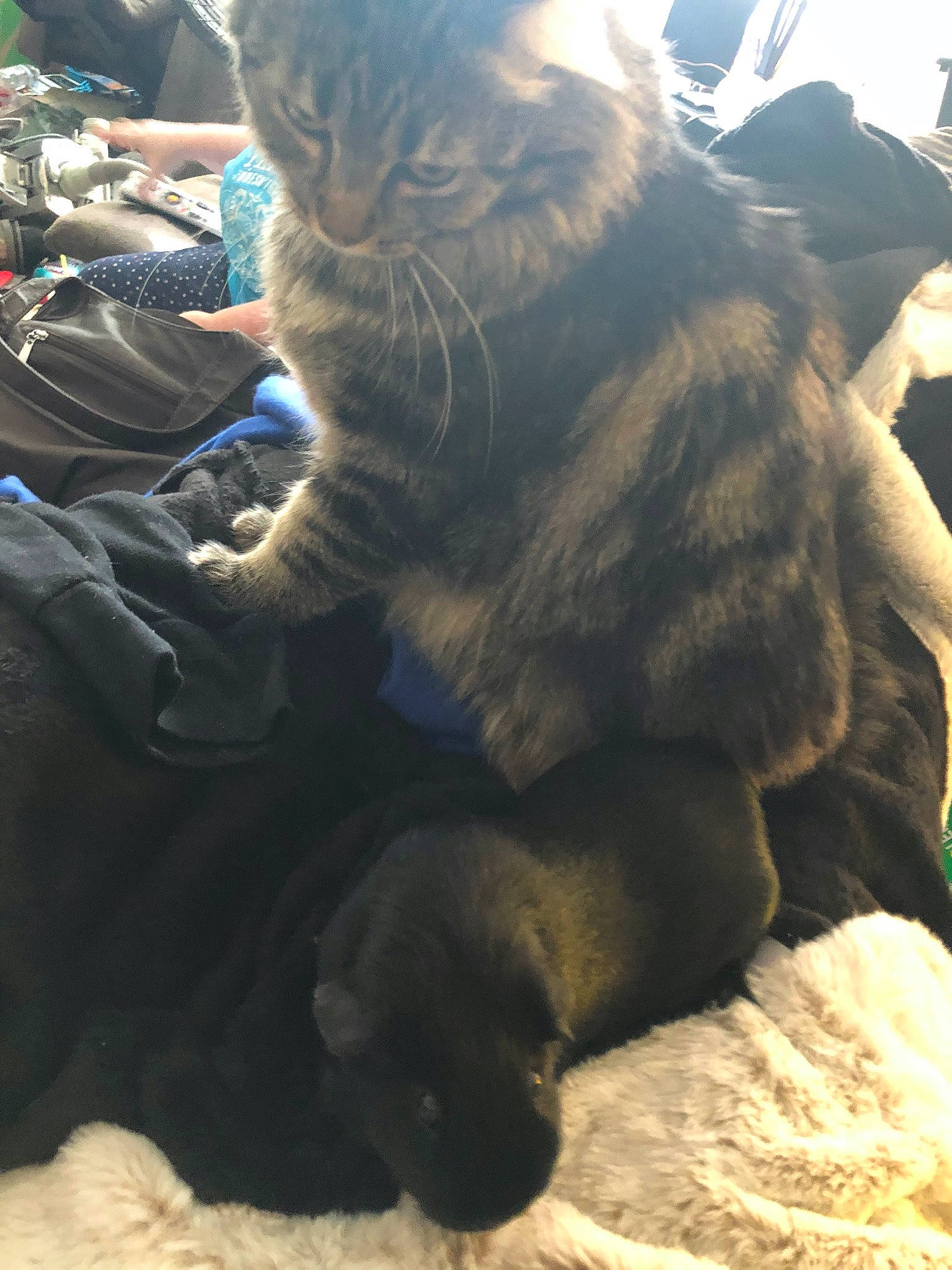 Aggie is registered to the contest to win money with this photo: black_cat, carnivore, cat, felidae, fur, nebelung, sand, skin, sky, small_to_medium_sized_cats, snout, whiskers