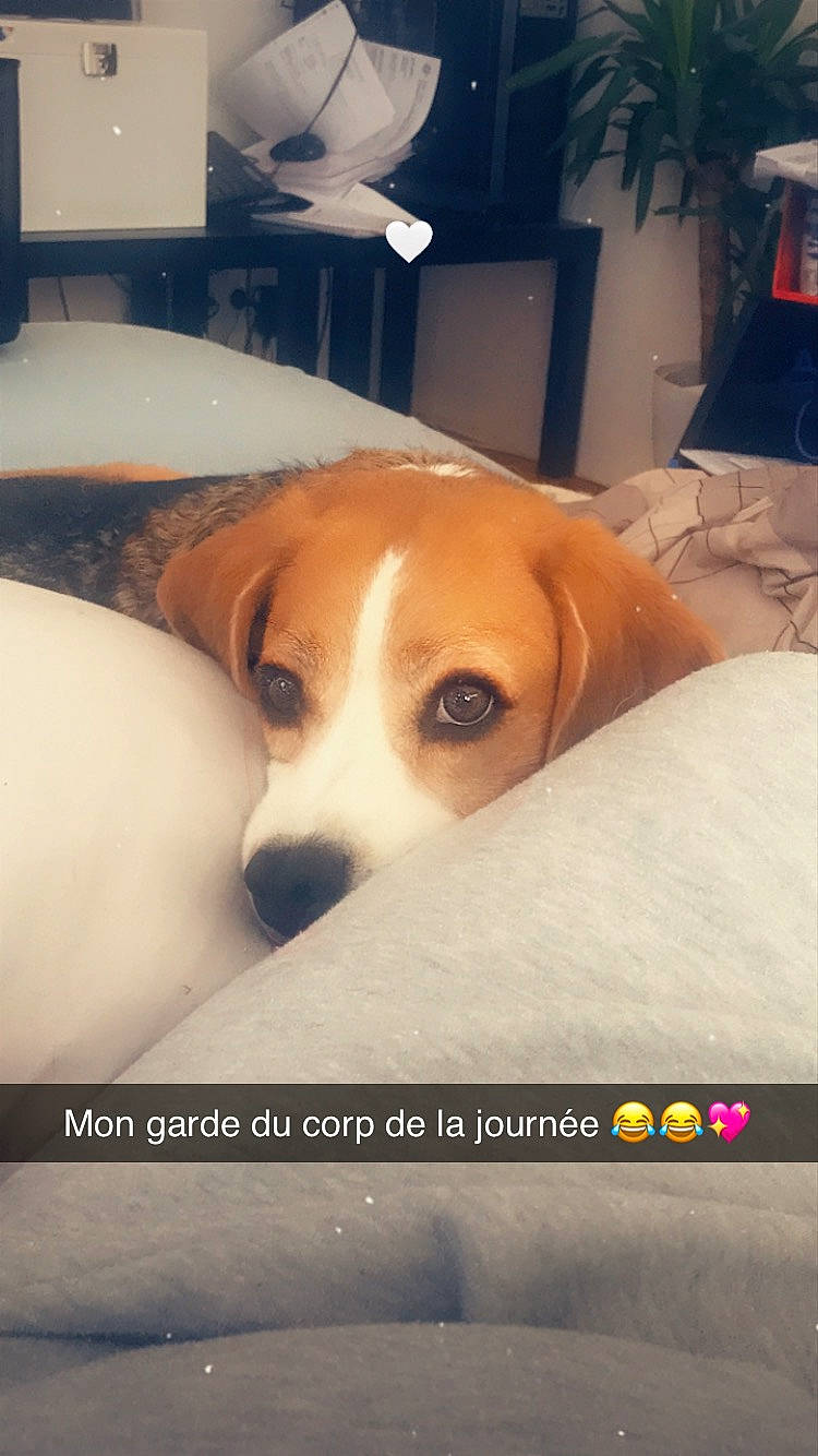 Ikow participe au concours pour gagner de l'argent avec cette photo : canidae, carnivore, chair, comfort, companion_dog, couch, dog, dog_breed, fawn, flooring, lamp, paw, photo_caption, scent_hound, snout, sporting_group, table, terrestrial_animal, whiskers, working_animal