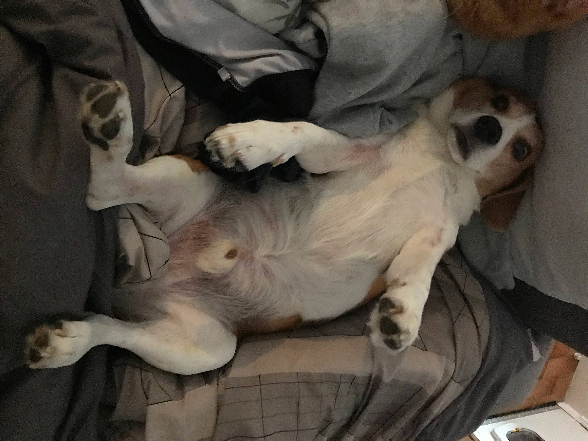 Ikow participe au concours pour gagner de l'argent avec cette photo : canidae, carnivore, comfort, companion_dog, dog, dog_breed, fawn, felidae, fur, nap, non_sporting_group, paw, puppy, small_to_medium_sized_cats, snout, sporting_group, tail, terrestrial_animal, whiskers, working_animal