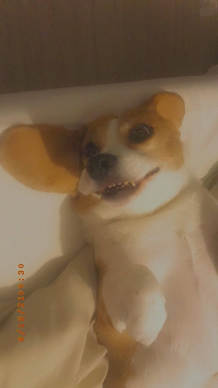 Ikow participe au concours pour gagner de l'argent avec cette photo : ancient_dog_breeds, canidae, carnivore, chihuahua, companion_dog, dog, dog_breed, ear, fawn, fur, german_spitz, jaw, paw, snout, spitz, sporting_group, tail, toy_dog, whiskers, working_animal