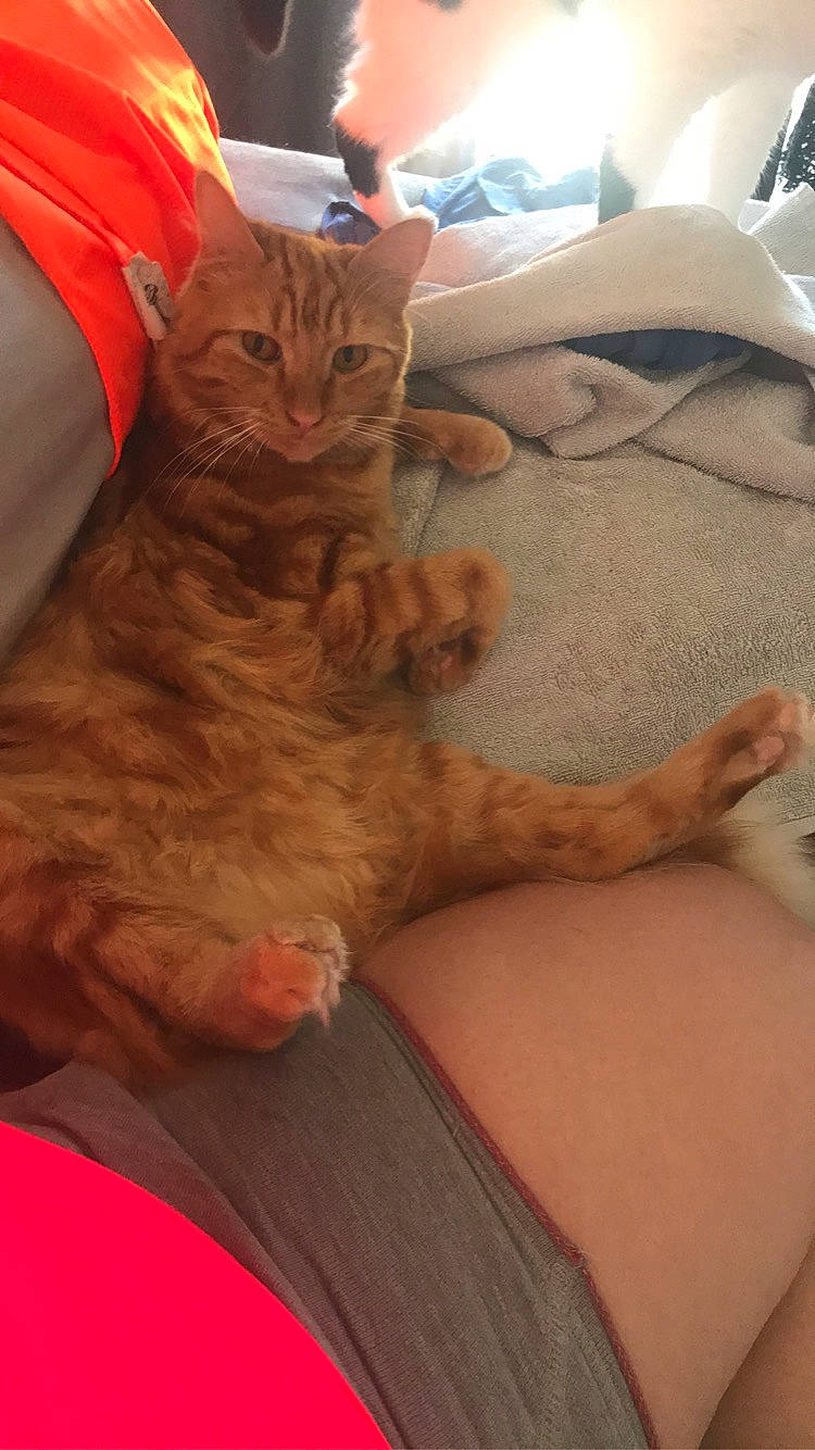 Simba participe au concours pour gagner de l'argent avec cette photo : carnivore, cat, claw, comfort, domestic_short_haired_cat, felidae, flesh, foot, fur, gesture, human_leg, lap, nail, paw, sitting, small_to_medium_sized_cats, tail, thigh, whiskers