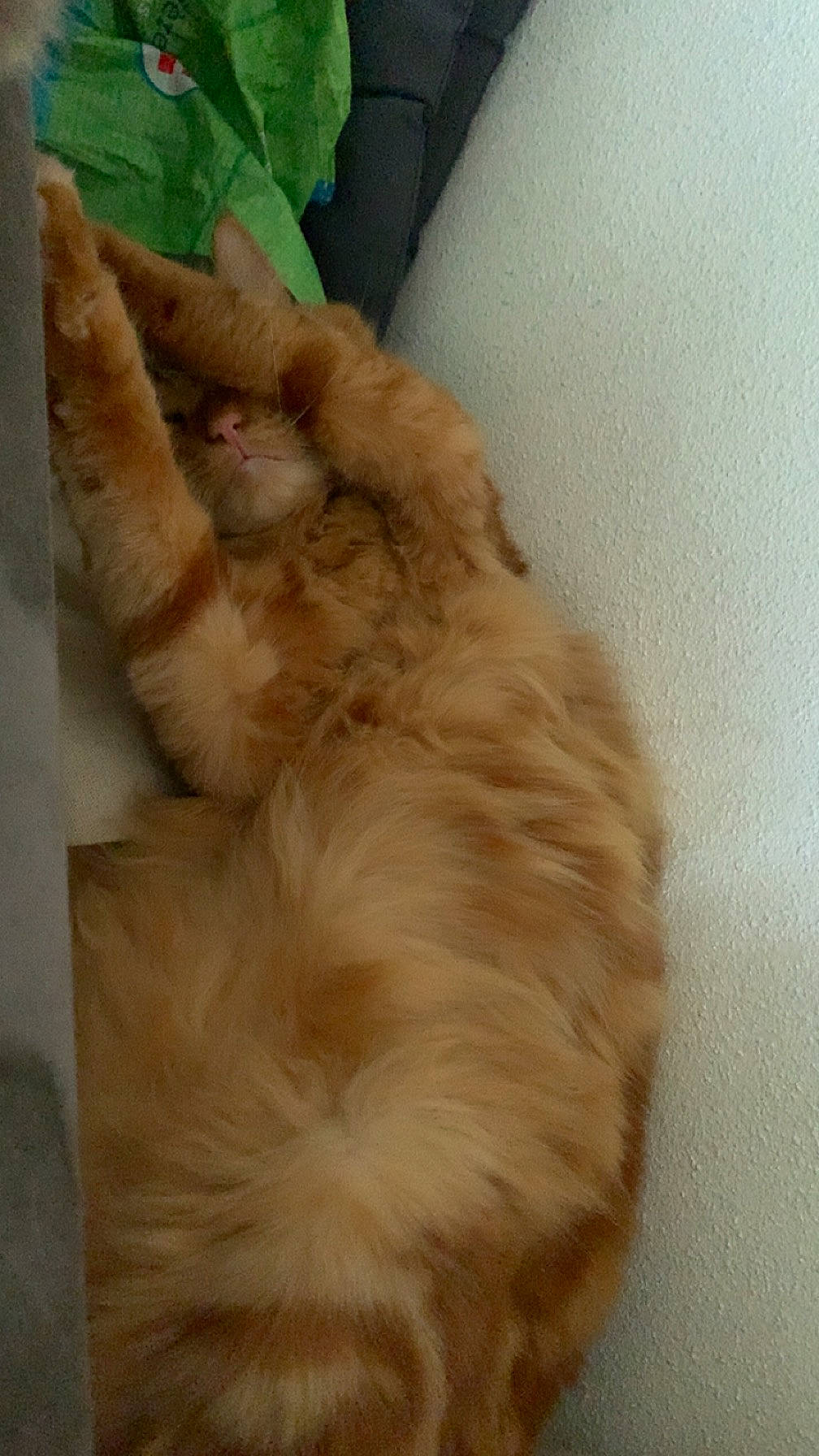 Simba a rejoint le concours — aidez-le/la à gagner de superbes lots ! canidae, carnivore, claw, companion_dog, dog_breed, fawn, felidae, fur, hardwood, liver, paw, small_to_medium_sized_cats, sporting_group, tail, whiskers