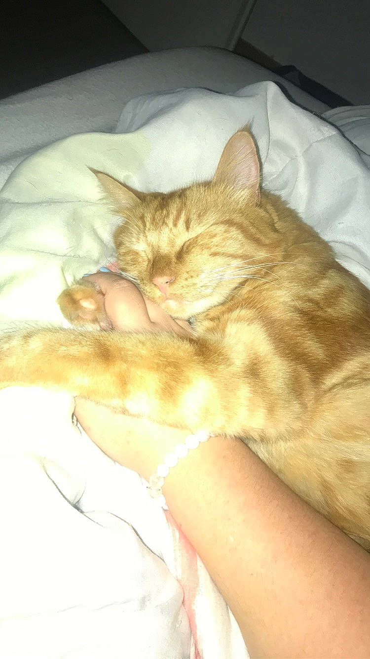 Simba participe au concours pour gagner de l'argent avec cette photo : bed, carnivore, cat, claw, comfort, domestic_short_haired_cat, fawn, felidae, fur, gesture, human_leg, lap, linens, nap, paw, sleep, small_to_medium_sized_cats, tail, whiskers