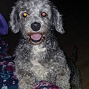 Pickles is registered to the contest to win money with this photo: dog, curly_hair, pet, animal, indoor, flash, glowing_eyes, floor, paw, floral_pattern, happy, cute, canine, fur, tongue, black_nose, looking_up, dark_background, close_up, companion