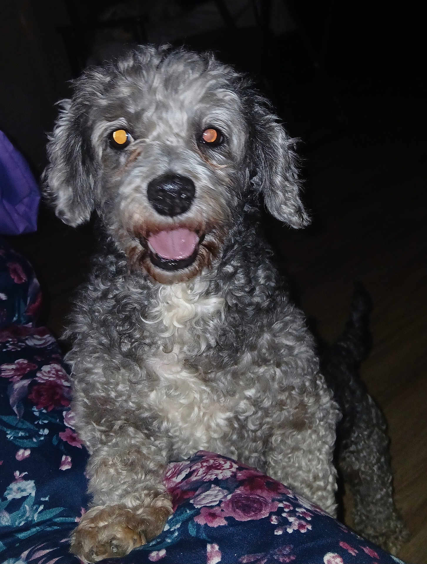 Pickles is registered to the contest to win money with this photo: dog, curly_hair, pet, animal, indoor, flash, glowing_eyes, floor, paw, floral_pattern, happy, cute, canine, fur, tongue, black_nose, looking_up, dark_background, close_up, companion