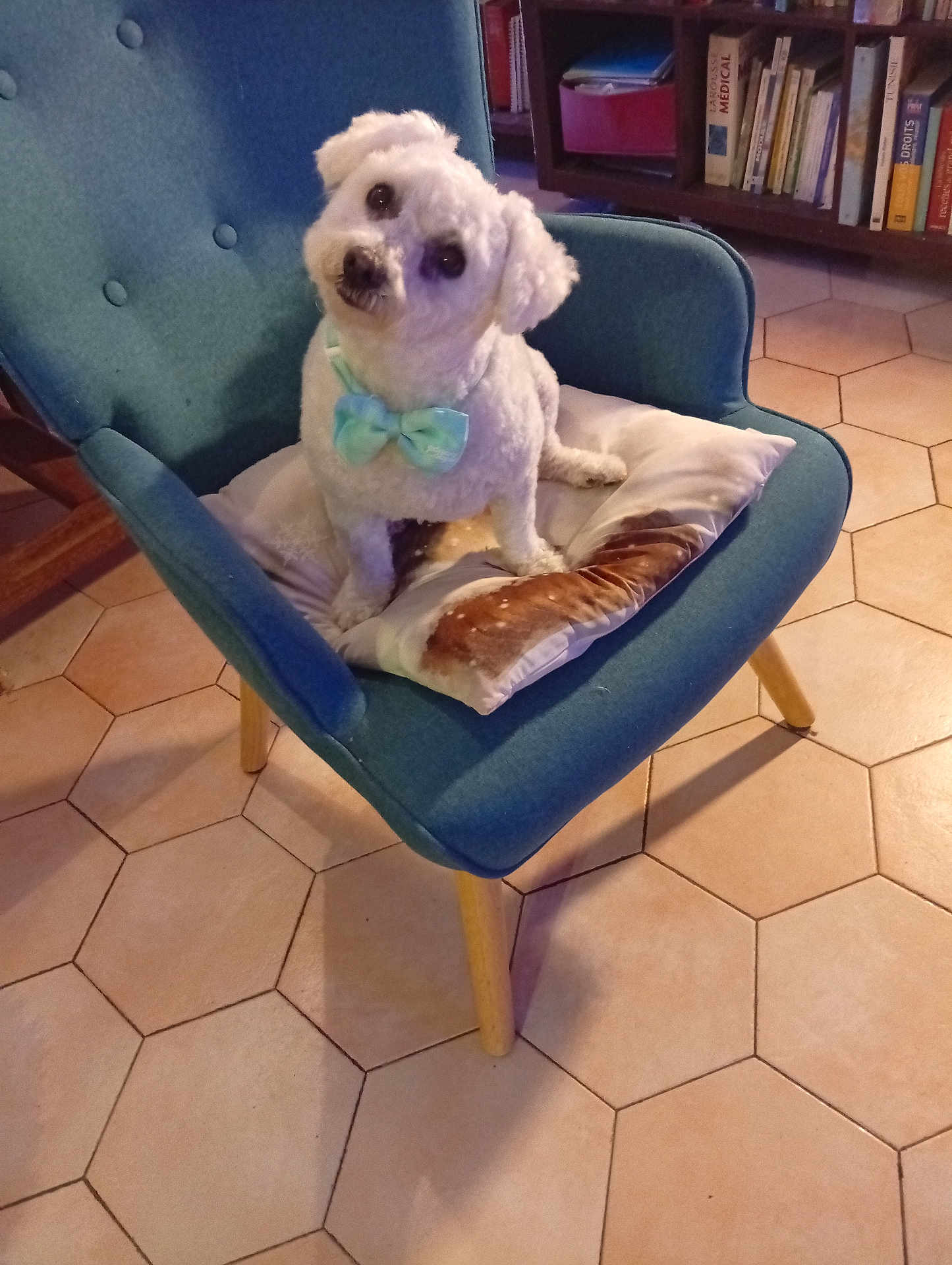 Pépito participe au concours pour gagner de l'argent avec cette photo : dog, white_dog, chair, blue_chair, cushion, bow_tie, sitting, looking_up, pet, indoor, tiled_floor, hexagonal_tiles, bookshelf, pillow, cute, fluffy, portrait, wooden_legs, home_interior, head_tilt