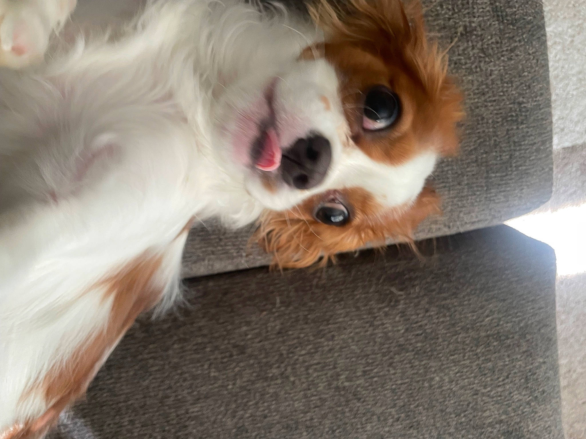 Bentley is registered to the contest to win money with this photo: canidae, carnivore, companion_dog, dog, dog_breed, dog_supply, ear, fawn, felidae, fur, german_spitz, king_charles_spaniel, liver, paw, snout, sporting_group, toy_dog, volpino_italiano, whiskers, working_animal