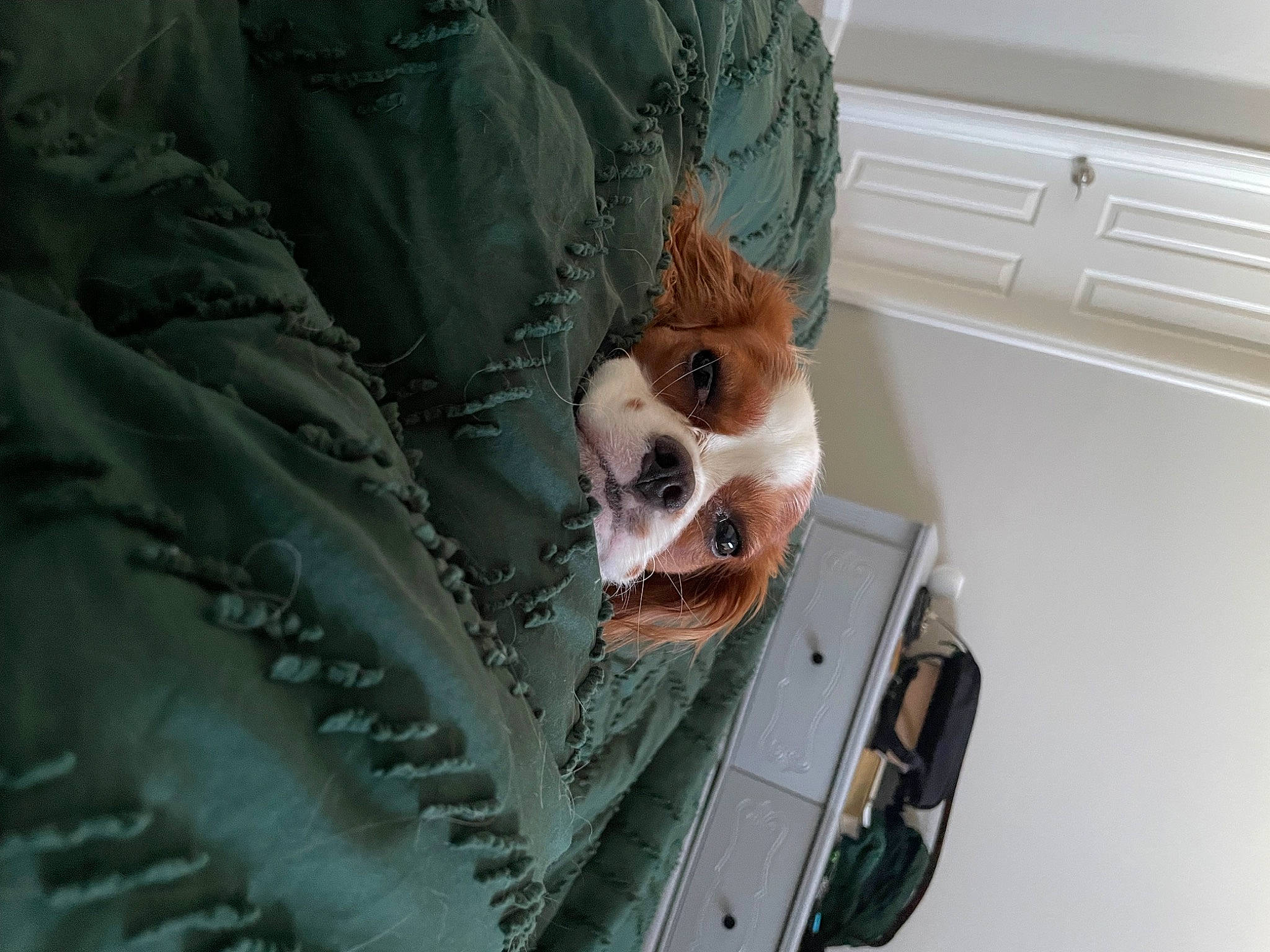 Bentley joined the competition — help win amazing prizes! bed, bedding, carnivore, comfort, companion_dog, dog, dog_breed, door, fawn, felidae, fur, hood, linens, pillow, room, stuffed_toy, vehicle_door, whiskers, windscreen_wiper, wood