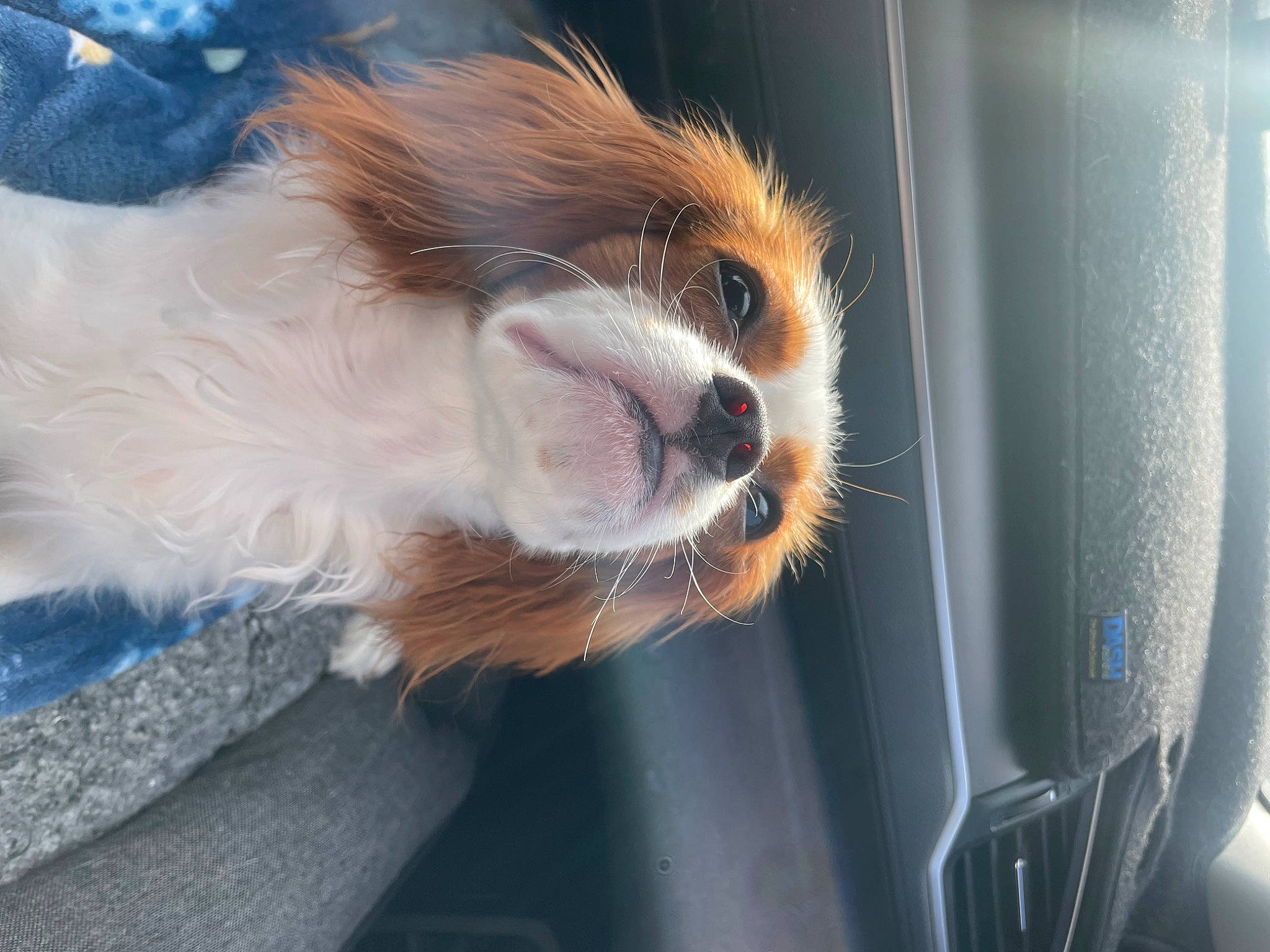 Bentley joined the competition — help win amazing prizes! automotive_exterior, automotive_lighting, carnivore, companion_dog, dog, dog_breed, electric_blue, fawn, fur, hood, paw, snout, sporting_group, tail, toy_dog, vehicle, vehicle_door, whiskers, window, windshield