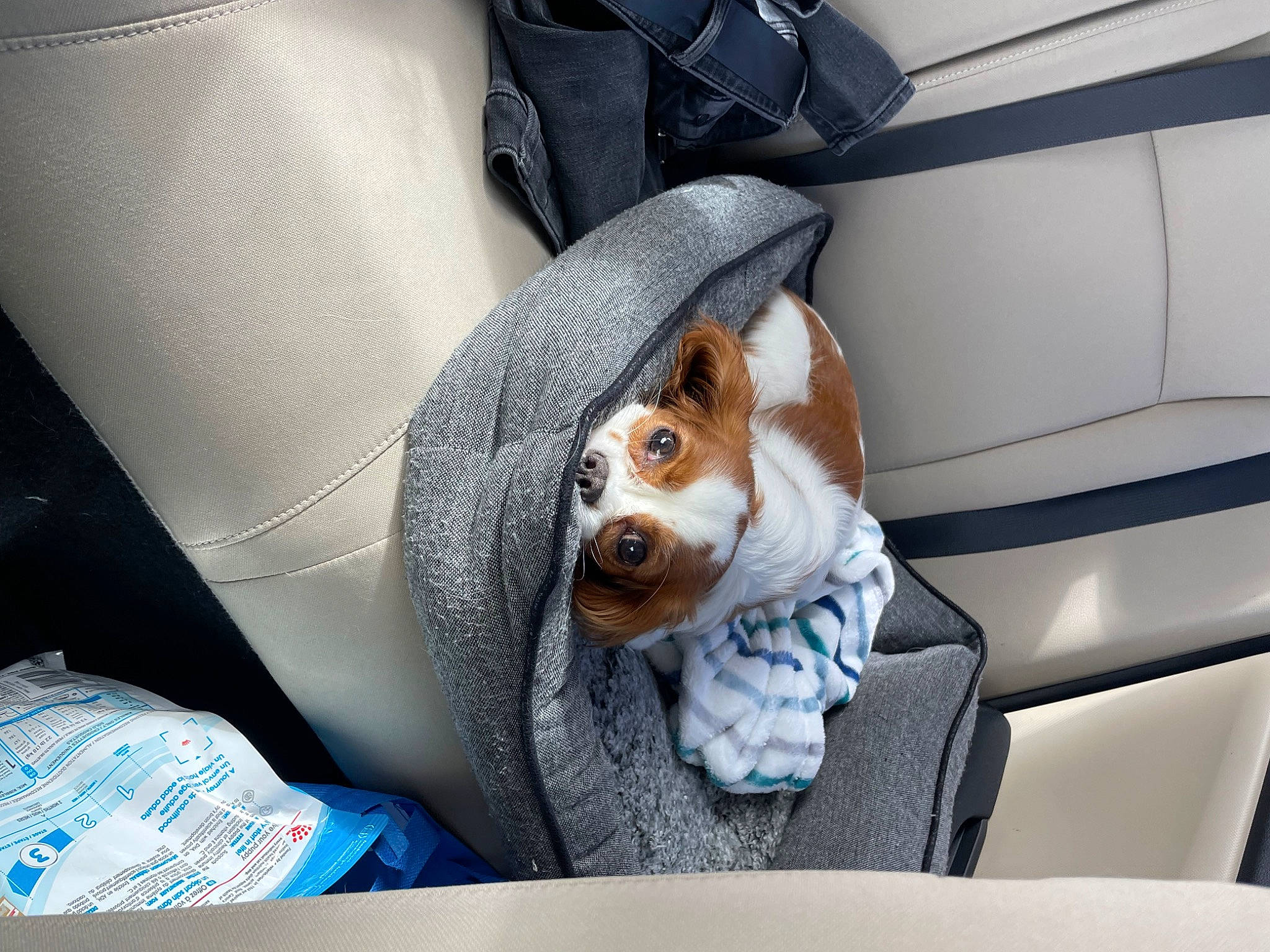 Bentley joined the competition — help win amazing prizes! auto_part, automotive_design, automotive_exterior, car, car_seat, car_seat_cover, carnivore, comfort, companion_dog, dog, dog_breed, head_restraint, luxury_vehicle, motor_vehicle, personal_luxury_car, steering_wheel, table, toy, vehicle, vehicle_door