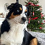 Vala a rejoint le concours — aidez-le/la à gagner de superbes lots ! dog, blue_eyes, tricolor, fur, christmas_tree, holiday_decor, indoor, cozy, festive, pet, animal, portrait, decorations, tree, red_ornaments, greenery, furniture, living_room, soft_light, close_up