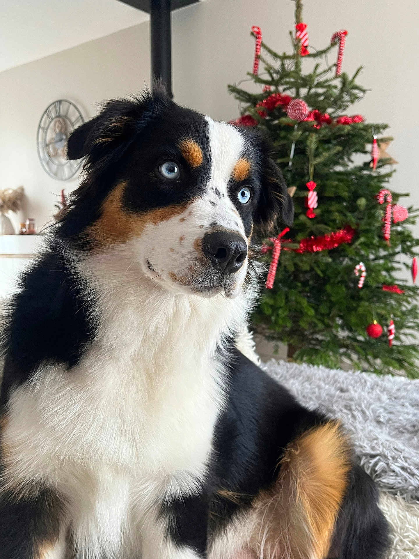 Vala a rejoint le concours — aidez-le/la à gagner de superbes lots ! dog, blue_eyes, tricolor, fur, christmas_tree, holiday_decor, indoor, cozy, festive, pet, animal, portrait, decorations, tree, red_ornaments, greenery, furniture, living_room, soft_light, close_up