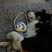 Vala a rejoint le concours — aidez-le/la à gagner de superbes lots ! dog, plush_toy, sloth_toy, carpet, floor_tiles, black_fur, white_fur, brown_fur, sleeping, hugging, rope_handle, indoor, pet, cozy, resting, cute, stuffed_animal, toy, home, relaxation
