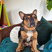Shadow a rejoint le concours — aidez-le/la à gagner de superbes lots ! dog, french_bulldog, pet, couch, blanket, pillow, indoor, plant, fur, ears, sitting, brown, black, white, collar, tag, animal, cute, household, furniture
