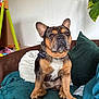dog, french_bulldog, pet, couch, blanket, pillow, indoor, plant, fur, ears, sitting, brown, black, white, collar, tag, animal, cute, household, furniture