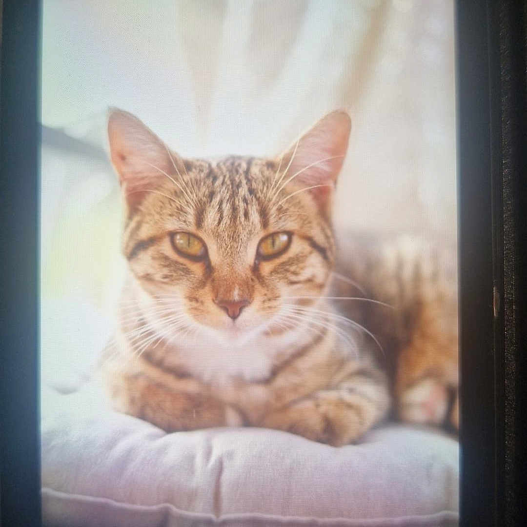 Vanille a rejoint le concours — aidez-le/la à gagner de superbes lots ! animal, camera_screen, cat, chair, closeup, cushion, cute, domestic_animal, ears, feline, fur, indoor, pet, portrait, relaxed, resting, sleepy, soft_light, tabby, whiskers