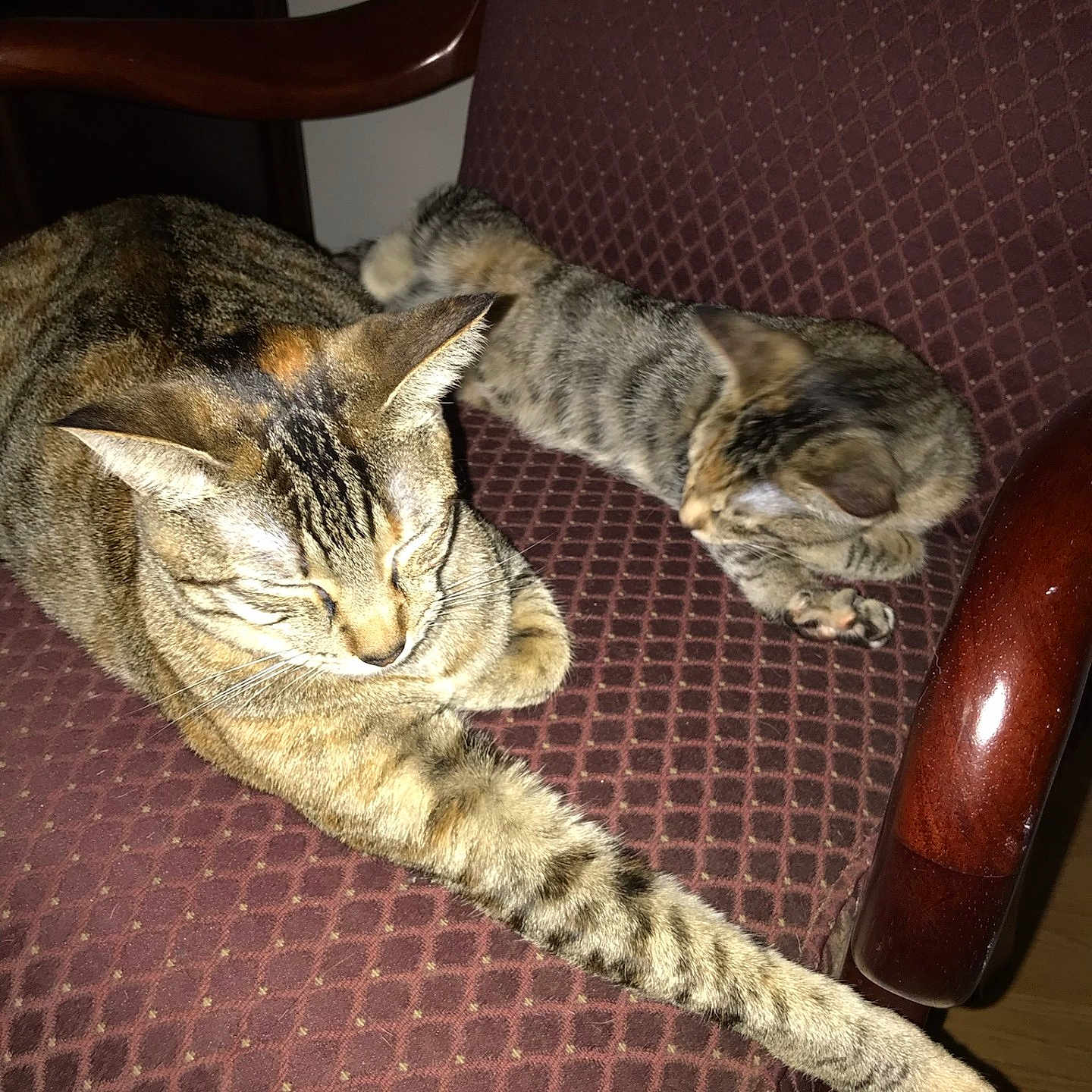 Bynx Luna is registered to the contest to win money with this photo: abyssinian, animal, architecture, armchair, building, cat, chair, couch, cushion, furniture, homedecor, indoors, interiordesign, kitten, livingroom, manx, person, pet, room, sleeping