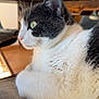 cat, black_and_white, close_up, indoor, cushion, wooden_table, green_eyes, fur, animal, pet, relaxed, side_view, whiskers, curious, domestic_cat, paws, feline, home, natural_light, table_leg