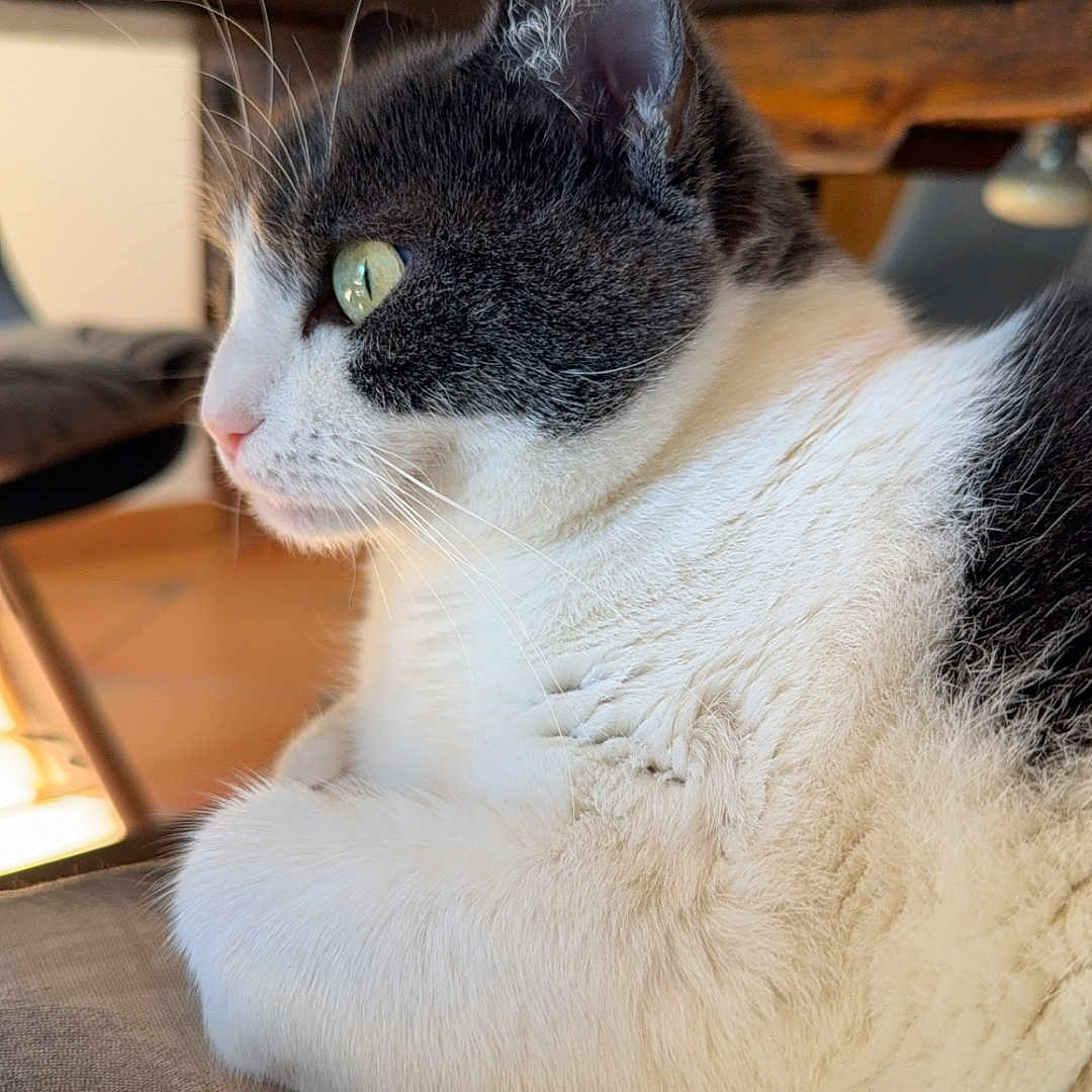 Nala participe au concours pour gagner de l'argent avec cette photo : animal, black_and_white, cat, close_up, curious, cushion, domestic_cat, feline, fur, green_eyes, home, indoor, natural_light, paws, pet, relaxed, side_view, table_leg, whiskers, wooden_table