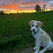 Vaïper a rejoint le concours — aidez-le/la à gagner de superbes lots ! animal, canine, countryside, dog, field, grass, grassland, hound, labradorretriever, meadow, nature, outdoors, pet, plant, puppy, sky, sun, sunset, tree, vegetation