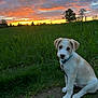animal, canine, countryside, dog, field, grass, grassland, hound, labradorretriever, meadow, nature, outdoors, pet, plant, puppy, sky, sun, sunset, tree, vegetation