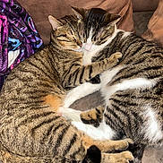 Rico participe au concours pour gagner de l'argent avec cette photo : abyssinian, animal, architecture, blanket, building, cat, chair, couch, cushion, furniture, homedecor, indoors, kitten, livingroom, manx, person, pet, quilt, room, sleeping