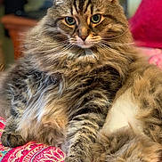 Max is registered to the contest to win money with this photo: animal, bedspread, cat, closeup, comfort, cute, domestic_cat, feline, fluffy, fur, green_eyes, indoor, mammal, patterned_blanket, paws, pet, relaxed, resting, tabby, whiskers