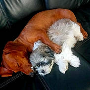 Mack is registered to the contest to win money with this photo: dog, dogs, dachshund, puppy, small_dog, sleeping, cuddle, snuggling, leather_couch, black_couch, fur, paw, nose, companion, pet, indoor, cozy, resting, portrait, two_animals