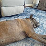 dog, brown_dog, lying_down, sleeping, rug, blue_rug, armchair, beige_armchair, basket, woven_basket, living_room, floor, collar, resting, pet, indoor, relaxation, cozy, furniture, home