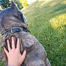 dog, hand, grass, outdoor, collar, pet, fur, back, nature, sunlight, yard, animal, canine, paw, human_hand, daylight, relaxation, companionship, casual, greenery