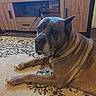 dog, large_dog, carpet, indoor, living_room, furniture, wooden_tv_stand, calm, pet, animal, floor, couch, electronics, wire, home, resting, domestic_animal, mammal, side_view, brown_dog