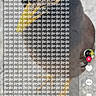 dog, partial_view, head, social_media, smartphone_screen, text_overlay, repetitive_text, black_background, app_interface, icons, likes, comments, shares, user_profile, search_bar, emoji, message_bar, notification_icons, digital_screen, pet