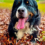Gracie is registered to the contest to win money with this photo: dog, bernese_mountain_dog, tongue_out, autumn, leaves, outdoor, nature, happy, pet, animal, fur, closeup, portrait, playful, canine, fall, smiling, tongue, grass, daylight