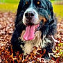 dog, bernese_mountain_dog, tongue_out, autumn, leaves, outdoor, nature, happy, pet, animal, fur, closeup, portrait, playful, canine, fall, smiling, tongue, grass, daylight