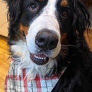 Moose is registered to the contest to win money with this photo: dog, bernese_mountain_dog, close_up, plaid_bandana, pet, indoor, brown, black, white, fur, friendly, canine, animal, portrait, cute, smiling, whiskers, nose, teeth, eyes