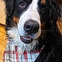 dog, bernese_mountain_dog, close_up, plaid_bandana, pet, indoor, brown, black, white, fur, friendly, canine, animal, portrait, cute, smiling, whiskers, nose, teeth, eyes