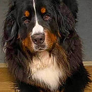 Grizzly Bear is registered to the contest to win money with this photo: dog, bernese_mountain_dog, pet, animal, portrait, fluffy, black_fur, brown_fur, white_fur, indoor, floor, calm, cute, close_up, mammal, companion, looking, sitting, household_pet, canine