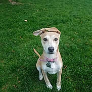 Annie joined the competition — help win amazing prizes! dog, pet, grass, outdoor, collar, animal, cute, sitting, ears, brown, white, fence, tree, nature, canine, young, portrait, alert, friendly, domestic