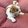 Pixie participe au concours pour gagner de l'argent avec cette photo : dog, pet, cushion, pink, fur, relaxed, indoor, animal, cute, small_dog, white_fur, brown_fur, paw, snout, resting, cozy, texture, closeup, portrait, laying_down