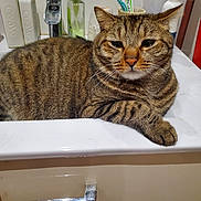Tigrou participe au concours pour gagner de l'argent avec cette photo : cat, tabby, sink, bathroom, pet, animal, fur, relaxed, domestic, whiskers, paw, striped, cute, indoor, mug, soap, tap, countertop, feline, resting