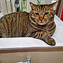 cat, tabby, sink, bathroom, pet, animal, fur, relaxed, domestic, whiskers, paw, striped, cute, indoor, mug, soap, tap, countertop, feline, resting