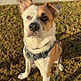 Leo is registered to the contest to win money with this photo: dog, canine, pet, animal, outdoor, grass, leash, harness, brown_and_white, sitting, sunlight, sidewalk, curious, ears_up, close_up, daylight, nature, mammal, domestic_animal, friendly
