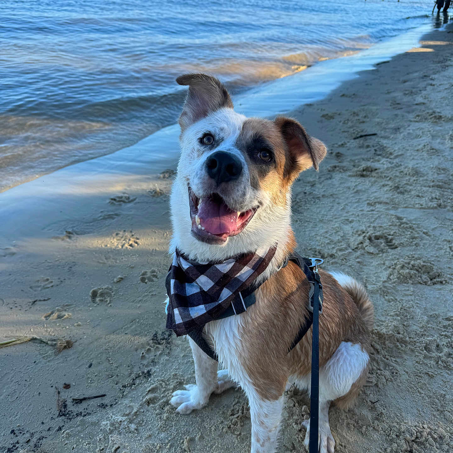 Leo joined the competition — help win amazing prizes! bandana, beach, boats, canine, daytime, dog, happy, harbor, industrial, leash, nature, outdoor, pet, sand, shoreline, sitting, sky, smiling, water, waves