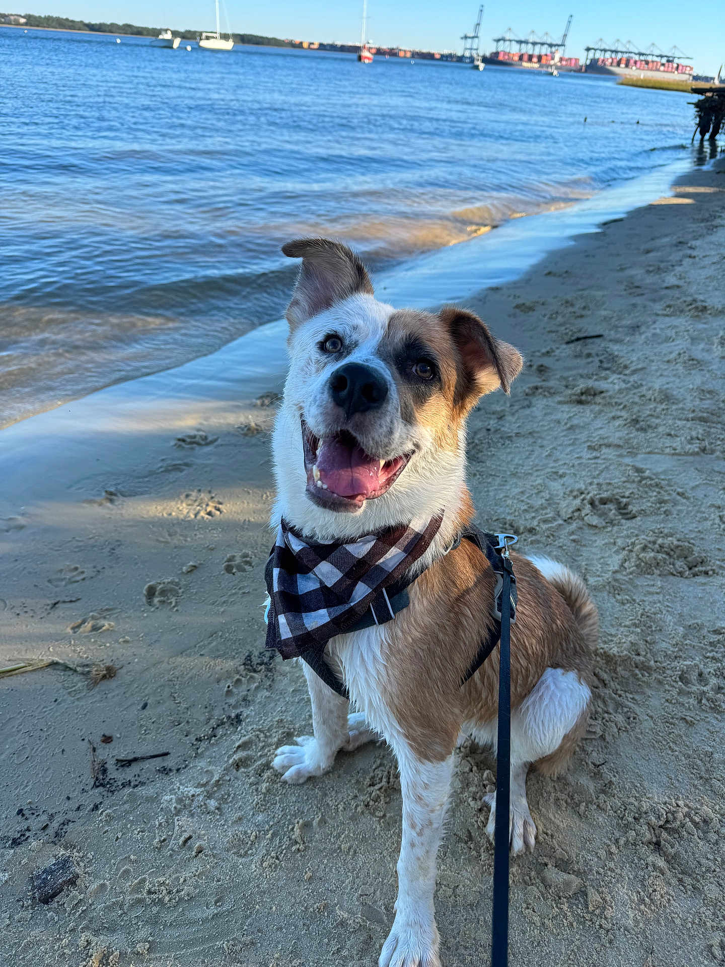 Leo joined the competition — help win amazing prizes! dog, beach, sand, water, bandana, happy, sitting, leash, waves, boats, sky, harbor, industrial, outdoor, daytime, canine, smiling, shoreline, nature, pet
