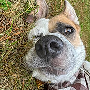 Leo joined the competition — help win amazing prizes! dog, close_up, nose, grass, outdoor, animal, pet, winking, bandana, brown, white, fur, playful, canine, nature, leaf, head, ear, whiskers, collar