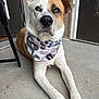 Leo joined the competition — help win amazing prizes! dog, bandana, camouflage, porch, concrete, door, pet, animal, ears, brown, white, fur, paw, laying, looking, outdoor, house, closeup, canine, cute