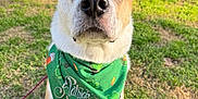 Leo is registered to the contest to win money with this photo: dog, bandana, green, shamrocks, grass, outdoor, porch, people, blurred_background, pet, closeup, animal, canine, leash, sunlight, summer, casual, happy, curious, friendly