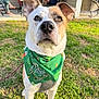 dog, bandana, green, shamrocks, grass, outdoor, porch, people, blurred_background, pet, closeup, animal, canine, leash, sunlight, summer, casual, happy, curious, friendly