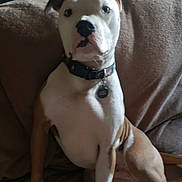 Sammy is registered to the contest to win money with this photo: animal, brown_couch, brown_fur, canine, collar, companion, couch, dog, domestic_animal, ears, furniture, household, indoor, looking, pet, portrait, relaxed, resting, sitting, white_fur